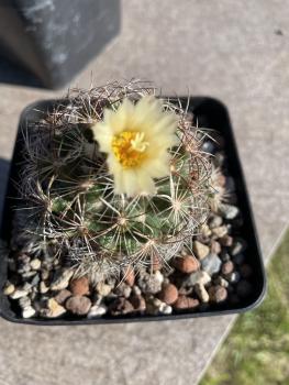 Coryphantha nickelsiae